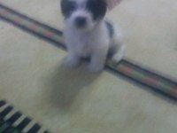 Bugüne özel maltese terrier