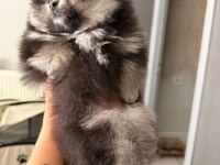 Muhteşem tüy yapısına sahip ok nadir bulunan pomeranian