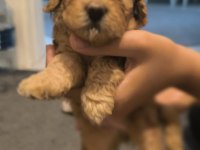 Şecereli toy poodle baba maltipoo anne