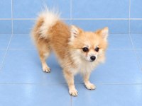 Yeni yuvasına gitmeye hazır pomeranian