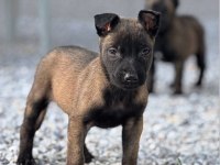Malinois bebekler safkan Orjinal