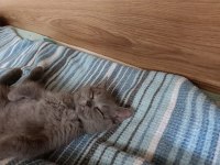 British shorthair 3 aylık yavru