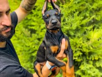 A Kalite 45 Günlük 5 Kg Doberman Yavrular Gönderim var