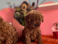 ORJİNAL TOY POODLE YAVRULAR