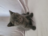 Güzel british shorthair yavrular
