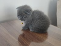 3 Beyaz 1 Gri (Erkek) Scottish Fold