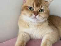 Kimlikli British Shorthair Orjinal