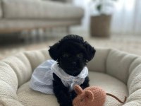 Toy poodle minik köpekler