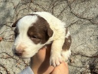 Renk renk border collie yavrular