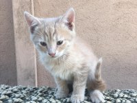 Minik kedilere acil yuva