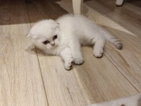 Kırık Kulak Scottish Fold Şekerler