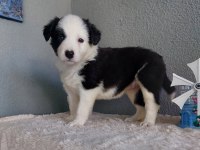 Border Collie Yavru Köpeklerimiz