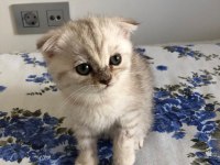 Safkan Scottish fold erkek kedimiz