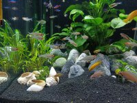 Kırmızı Burun Tetra