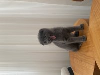 Erkek 3 aylık scottish fold