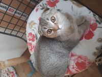 Çok acil british shorthair
