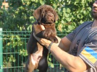 TÜRKİYENİN EN ÖZEL LABRADOR YAVRULARI 