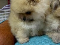 Safkan ırk garantili pomeranian boo