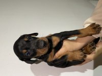 Anne baba şecereli doberman yavrularımız
