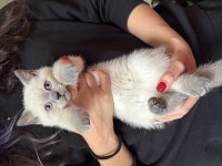Scottish fold ve british shorthair