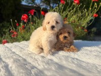 Eşsiz Güzellikte Maltipoo Yavrularımız