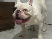 TECRÜBELİ KOCA KAFALI BLUE MERLE PİED FRENCH BULLDOG