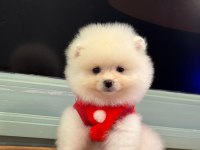 Kilo ve ırk garantili ayı surat garantili pomeranian