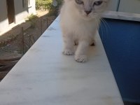Erkek Yavru Kedimiz