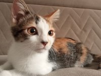 Calico kedimiz