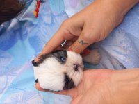 Shih tzu 3 erkek 1 dişi bebekler