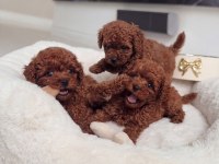 EFSANE GÜZELLİK TOY POODLE YAVRULARI 