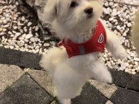4 aylık terrier