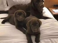 Çikolata ve beyaz renk Labrador Yavruları 
