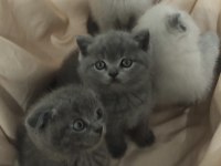 Yavru sahiplendirme british shorthair