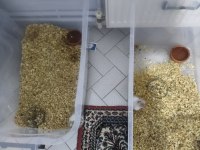 HAMSTER ÇİFTİMİZ