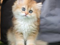Anne Baba Şecereli Safkan Golden British Longhair Dişi