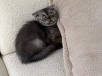 Anne Altından Baykuş Gözlü Scottish Fold Kızımız Oyuncu