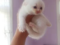 Blue Point ve Red Point British Shorthair Bebekler