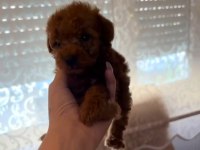 POODLE KURABİYELER