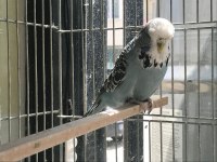 MUHABBET KUŞU SHOW JUMBOLAR KARŞINIZDA