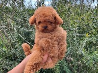 Yavru Poodle Irk Garantili