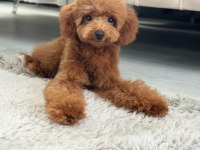 Dişi toy poodle 5 aylık