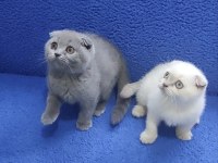 İstanbul içi 7/24 Adrese teslim scottish fold ponçikler