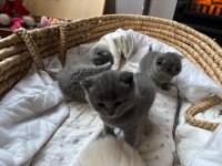 Masal Gibi 4 Scottish Fold Yavrumuz Yeni Yuvasını