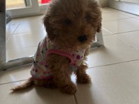 4 aylık dişi toy poodle yavru