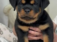 Rottweiler Bebeklerimiz