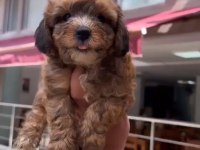 Morkie bebekler