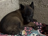 Pirana gibi malinois isteyenlere Gider