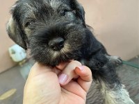 ANNE ALTINDAN REZERVE SCHNAUZER BEBEKLER