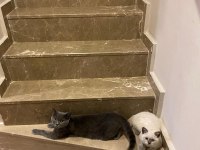 ücretsiz sahiplendirilecek 2 yaşında gri british shorthair